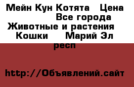 Мейн Кун Котята › Цена ­ 15 000 - Все города Животные и растения » Кошки   . Марий Эл респ.